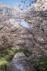 Japanese cherry blossom viewing spots in Kawagoe, Saitama, Japan 