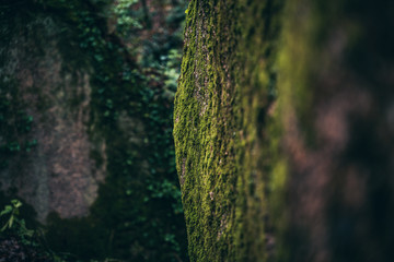 Forêt celte
