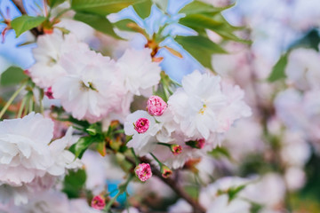 blooming cherry tree