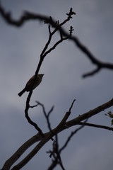 Silhouette of a sparrow on the branch of a walnut on a cloudy day