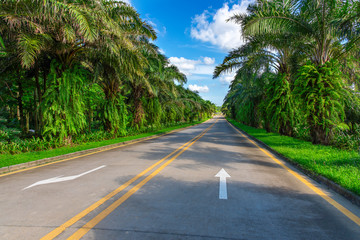Fototapeta na wymiar A palm tree highway.