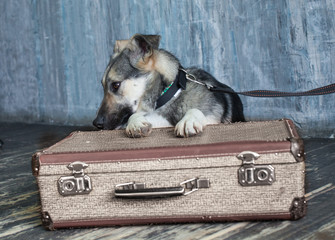 poor dog with a suitcase