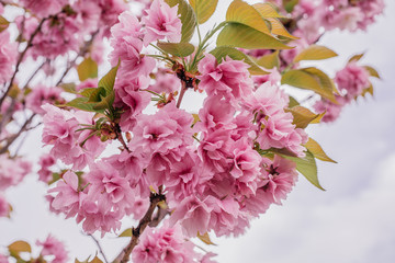 cherry tree blossom in spring