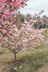 Naklejka premium blooming cherry tree