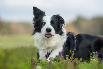 Young border collie in a flower meadow