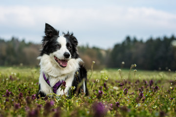 Young border collie in a flower meadow