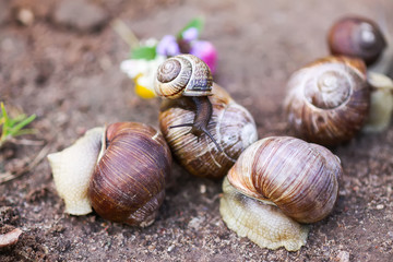Snails crawling in summer day in garden.