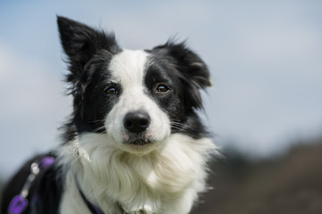 Young border collie in a flower meadow