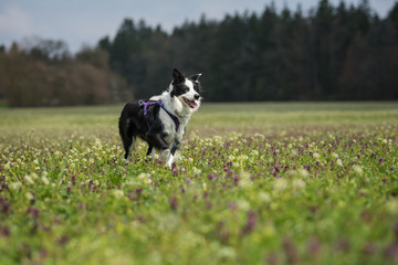 Naklejka na ściany i meble Young border collie in a flower meadow