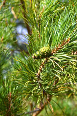 Fototapeta premium background nature