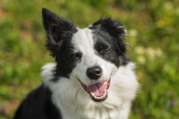 Winking border collie in a meadow