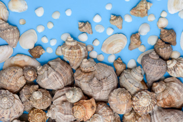 Summer composition. Flat lay, top view of various kinds seashells on blue background. Copy space in minimal style, template for text. Vacation concept
