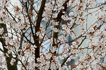 In spring time cherry trees bloom with white flowers