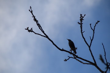 Common Starling on a branch of walnut, Sturnus vulgaris