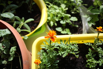 Fototapeta na wymiar green seedlings and flowers in pots 