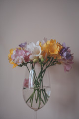 freesia