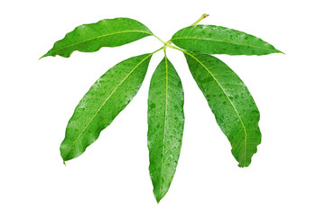 Mango Leaves with Water Drops Isolated on White Background