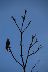 Common Starling on a branch of walnut, Sturnus vulgaris