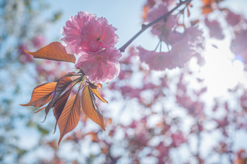 cherry blossom on background of blue sky