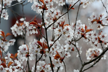 In spring time cherry trees bloom with white flowers
