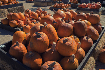 A rustic autumn still life with organic pumpkins in the hay.