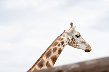 Photo of a live giraffe close-up against the sky.
