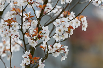 In spring time cherry trees bloom with white flowers