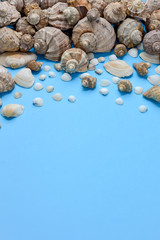 Creative flat lay concept of summer travel vacations. Top view of various kinds seashells on blue background. Copy space in minimal style, template for text