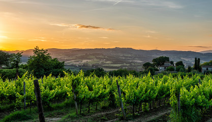 Naklejka premium Traditional countryside and landscapes of beautiful Tuscany. Vineyards in golden colors and cypresses. Italy.
