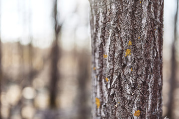 Textures of the spring forest. Nature is far from the city.
