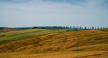 Tuscan hills during harvest period. Unique landscape with rolling hills. Travel. Beautiful destination. Vacation trip.