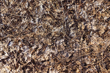 Textures of the spring forest. Nature is far from the city.