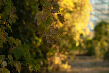 Beautiful yellow leaves on fall nature background. Autumn leaves on the sun. Fall blurred background.