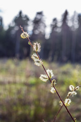 wild flowers in spring