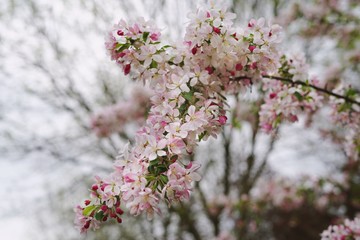 Cherry Apple Blossom blooming, selective focus