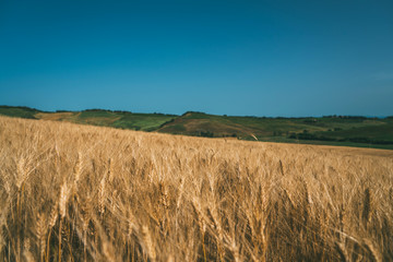 Wheat field Tuscany, Italy, Europe. Rural scenery. Background of ripening of wheat field. Rich harvest concept.