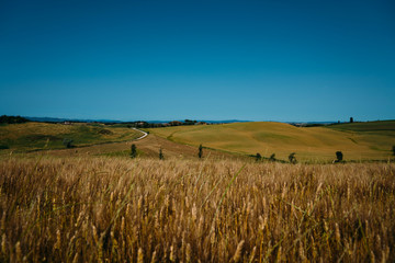 Traditional countryside and landscapes of beautiful Tuscany. Fields in golden colors and cypresses. Italy, Europe. Holiday, traveling concept. Agro tour of Europe.