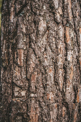 tree bark