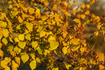 Golden autumn scene in a park, with falling leaves, the sun shining through the trees.