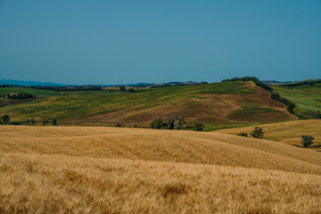 Wheat field Tuscany, Italy, Europe. Rural scenery. Background of ripening of wheat field. Rich harvest concept.