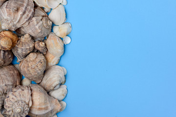 Summer composition. Flat lay, top view of various kinds seashells on blue background. Copy space in minimal style, template for text. Vacation concept