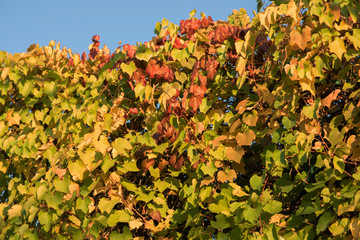 Autumn leaves nature background. Autumn in the garden. Beautiful autumn landscape with yellow leaves and sun. Colorful foliage in the park. Falling leaves natural background.