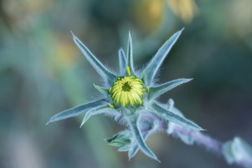 close up macro yellow flower head before bloom