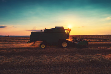 Fototapeta premium Combine harvester machine working in a wheat field at sunset.