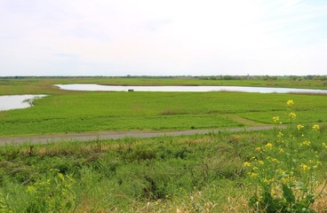 Naklejka premium 風景 春 渡良瀬 池 湖 緑 菜の花 杤木