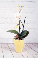 White Orchid flower