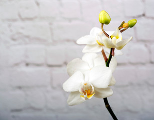 White Orchid flower