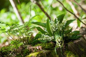 closeup of lily of the valley bouquet on tree trunk in the forest