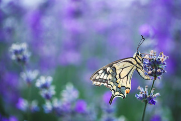Lavender flowers with butterfly