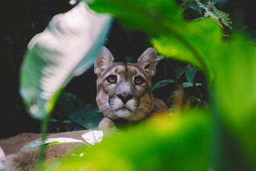 A Jaguar in the Amazon rainforest. Iquitos, Peru. Selective focus. © eskstock